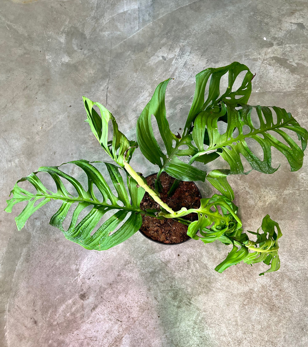 Philodendron Esqueleto – The Little Big Plant Co