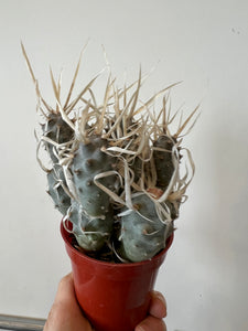 Tephrocatus Paper Cactus