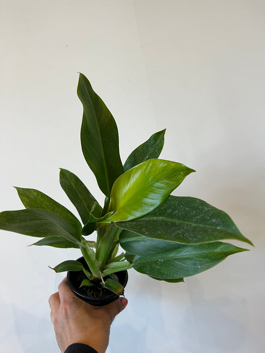 philodendron wendlandii Philodendron Wendlandii – The Little Big Plant Co