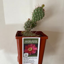 Load image into Gallery viewer, Hardy Prickly Pear Cactus