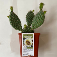 Load image into Gallery viewer, Hardy Prickly Pear Cactus