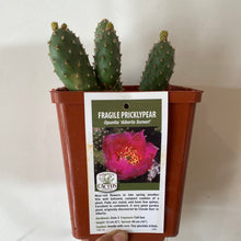 Load image into Gallery viewer, Hardy Prickly Pear Cactus