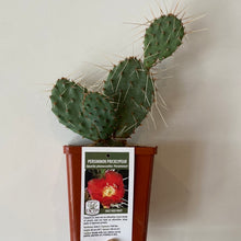 Load image into Gallery viewer, Hardy Prickly Pear Cactus
