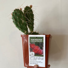 Load image into Gallery viewer, Hardy Prickly Pear Cactus