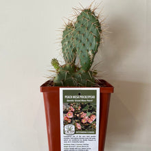 Load image into Gallery viewer, Hardy Prickly Pear Cactus