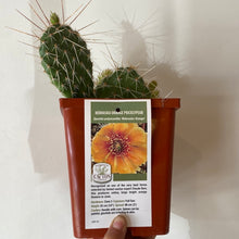 Load image into Gallery viewer, Hardy Prickly Pear Cactus