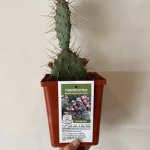 Load image into Gallery viewer, Hardy Prickly Pear Cactus