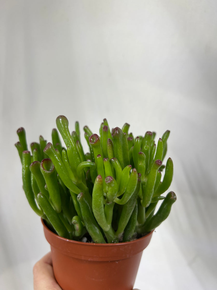 et finger succulent Crassula Et finger – The Little Big Plant Co