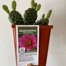 Load image into Gallery viewer, Hardy Prickly Pear Cactus