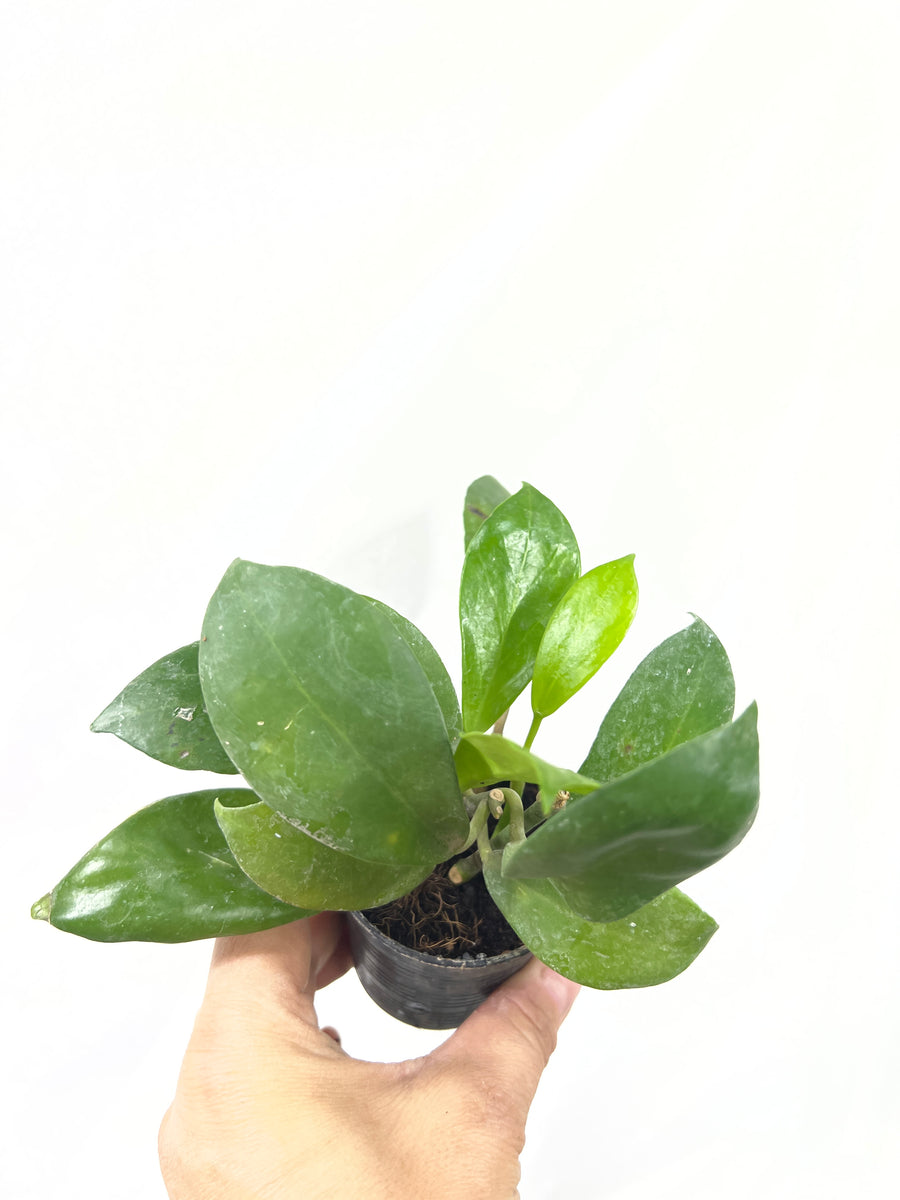 Hoya Philippines – The Little Big Plant Co