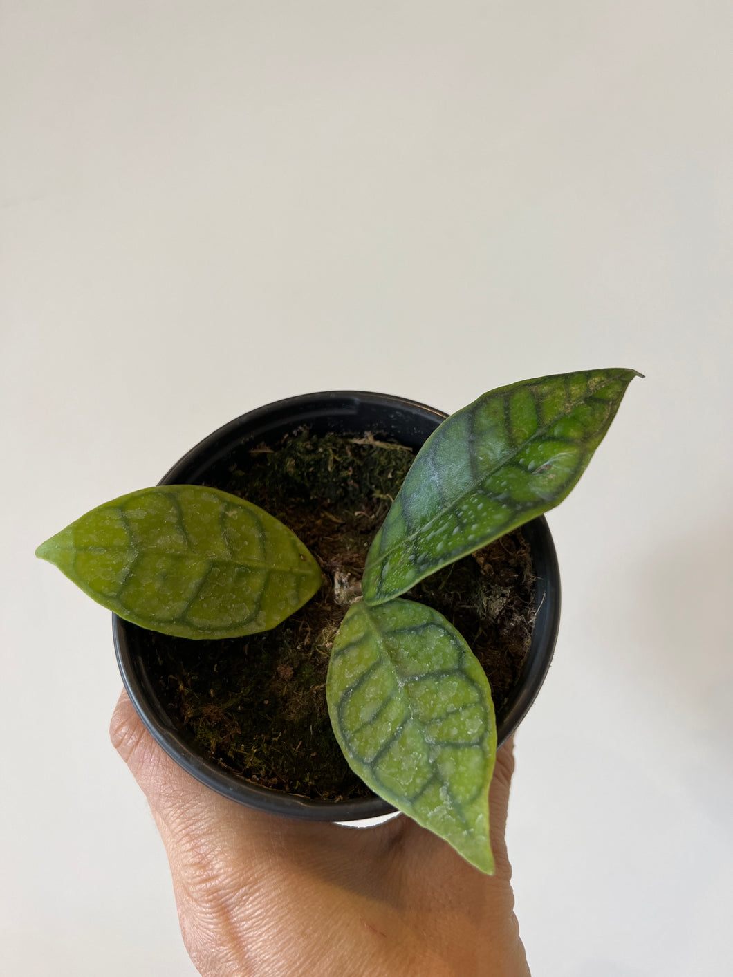 Hoya Callistophylla Short leaf