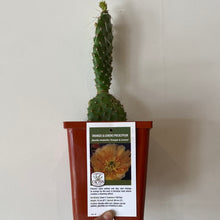 Load image into Gallery viewer, Hardy Prickly Pear Cactus
