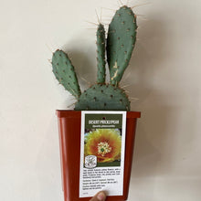 Load image into Gallery viewer, Hardy Prickly Pear Cactus