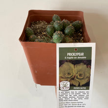 Load image into Gallery viewer, Hardy Prickly Pear Cactus