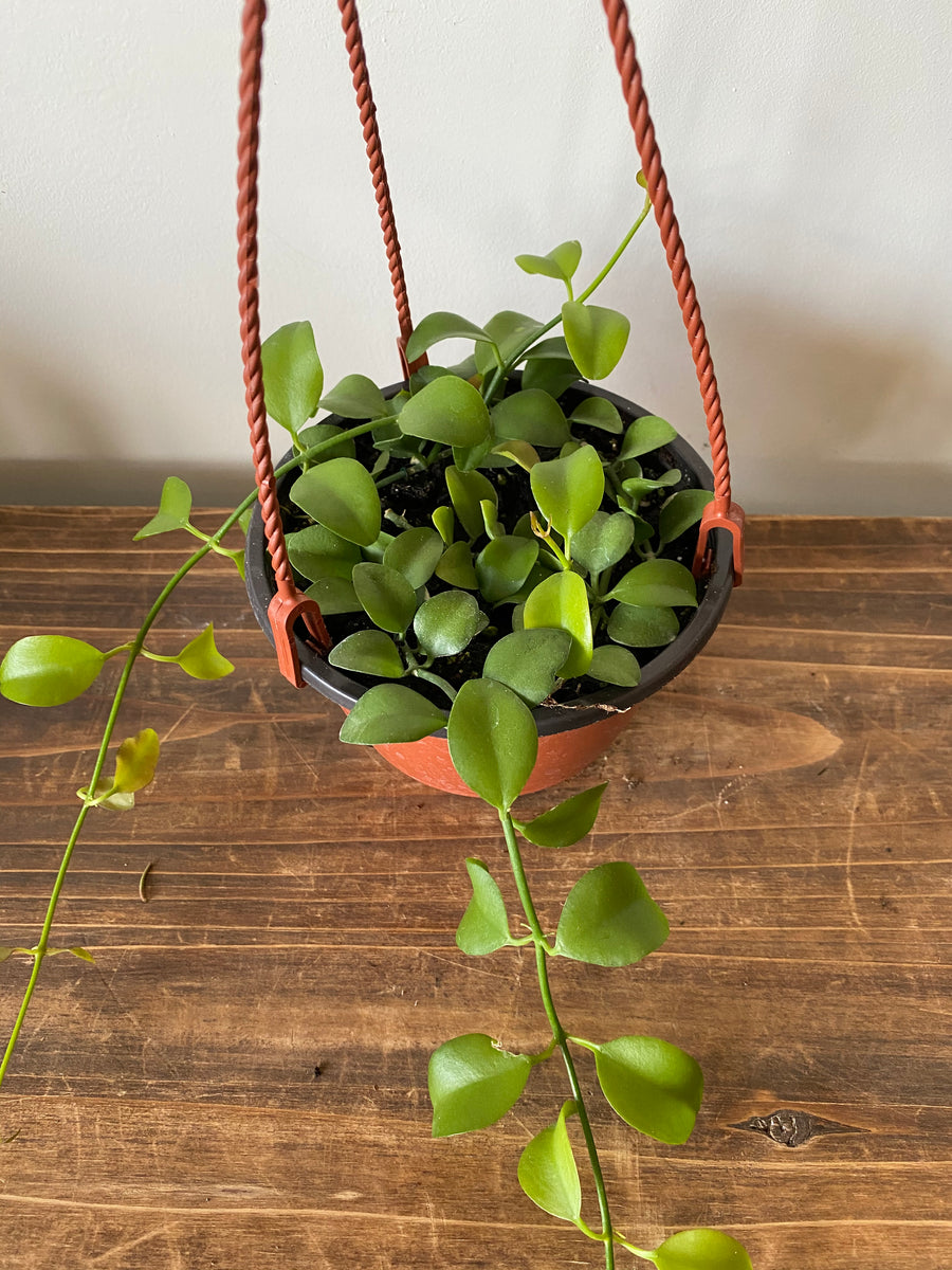 Dischidia assorted hanging baskets – The Little Big Plant Co
