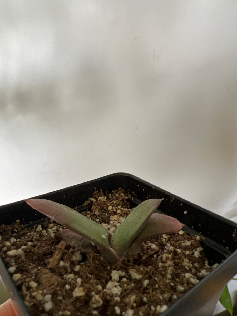 Gasteria Nitida beckeri' The Little Big Plant Co