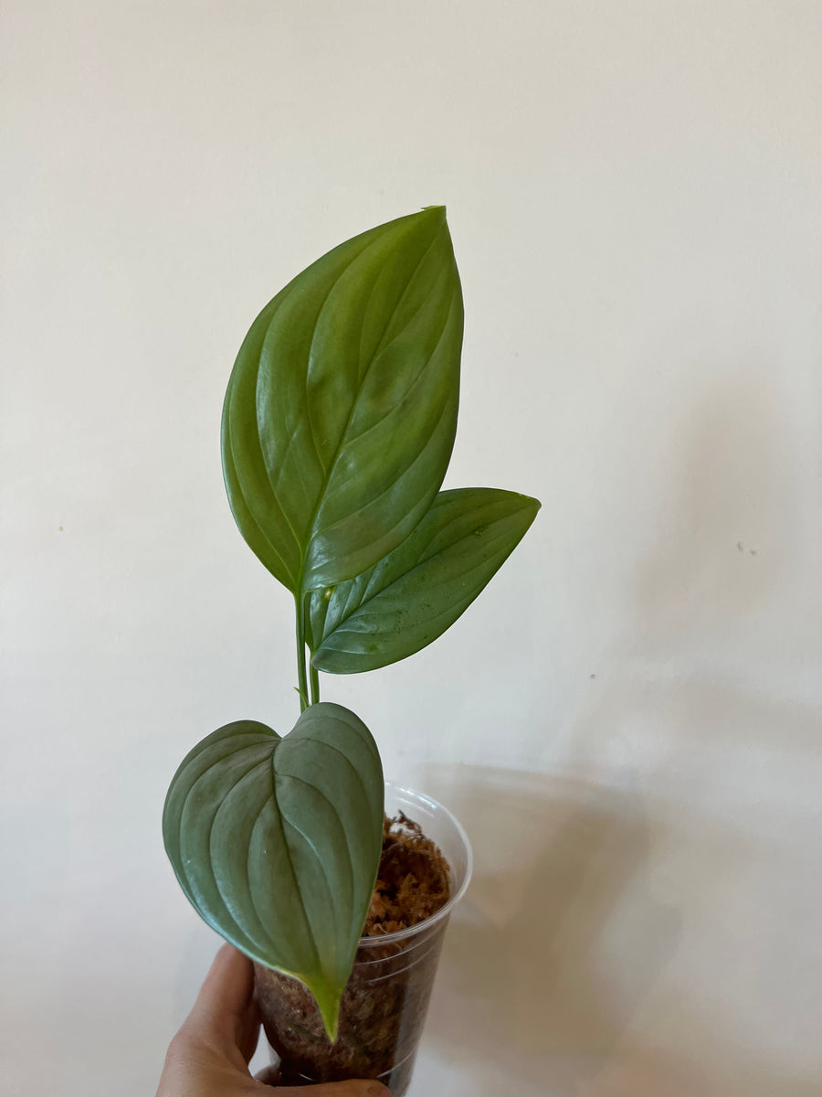 Scindapsus Perakensis – The Little Big Plant Co