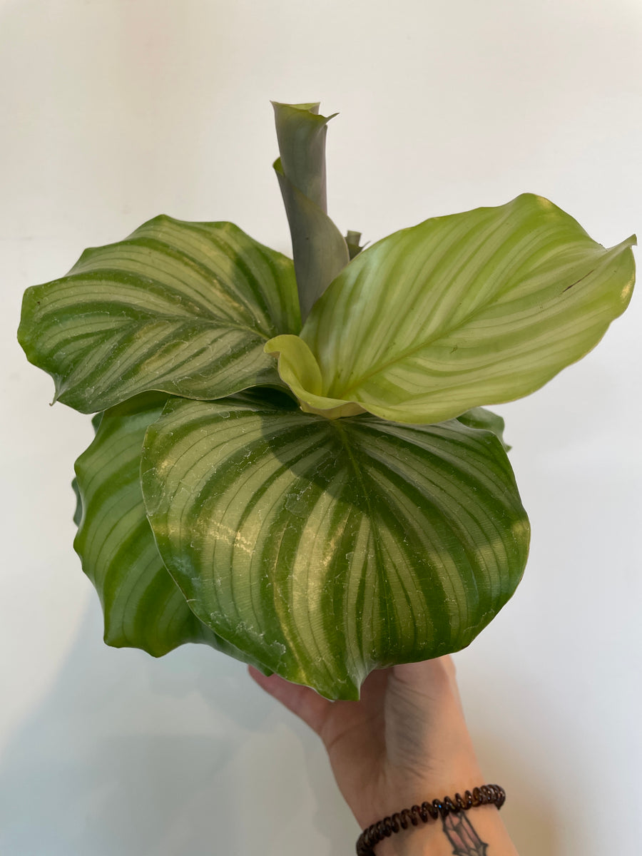calathea orbifolia brown edges Calathea Orbifolia – The Little Big Plant Co