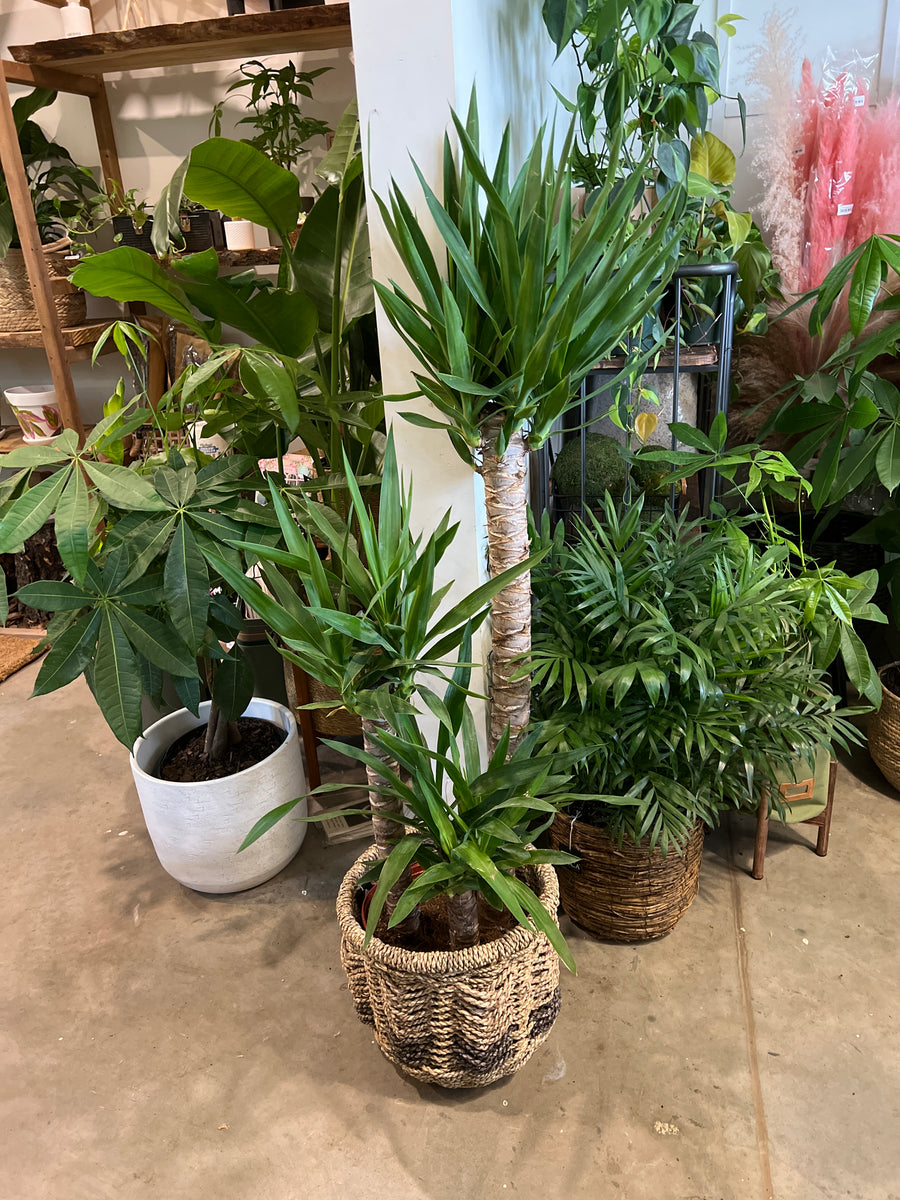 yucca cane 3-2-1 Yucca Cane 3-2-1 – The Little Big Plant Co