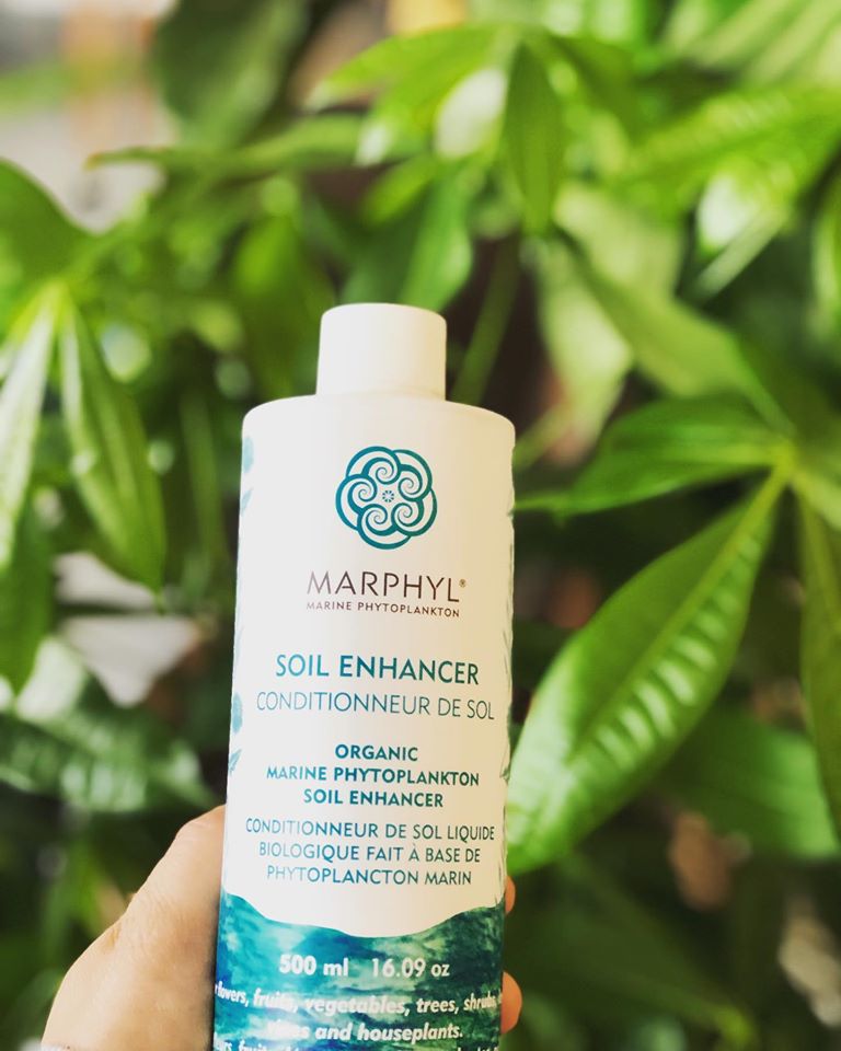 Plant Care Products The Little Big Plant Co