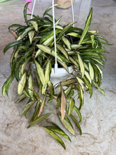 Load image into Gallery viewer, Hoya wayetti variegated
