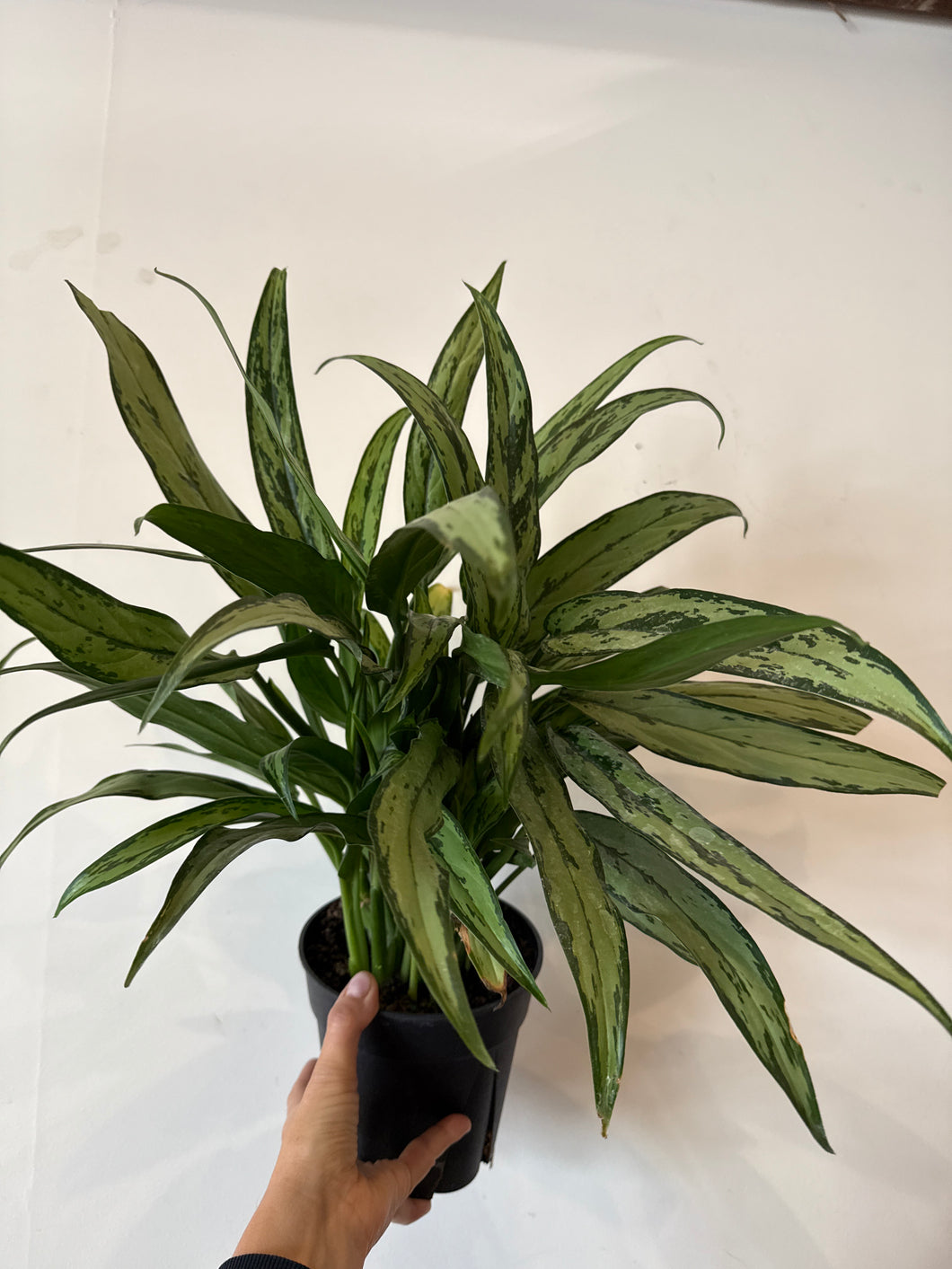 Chinese evergreen cutlass