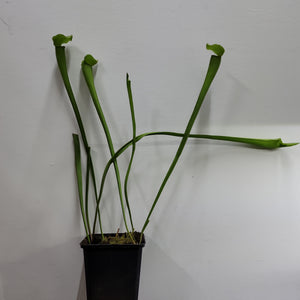 Hardy Pitcher Plant  "Sarracenia x Lime Ice"