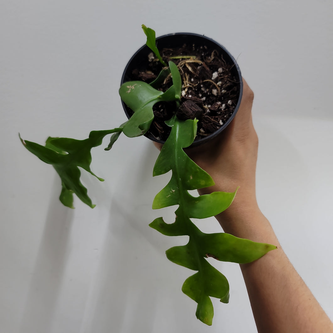 Fern Leaf Cactus