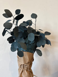 Preserved Eucalyptus Silver dollar