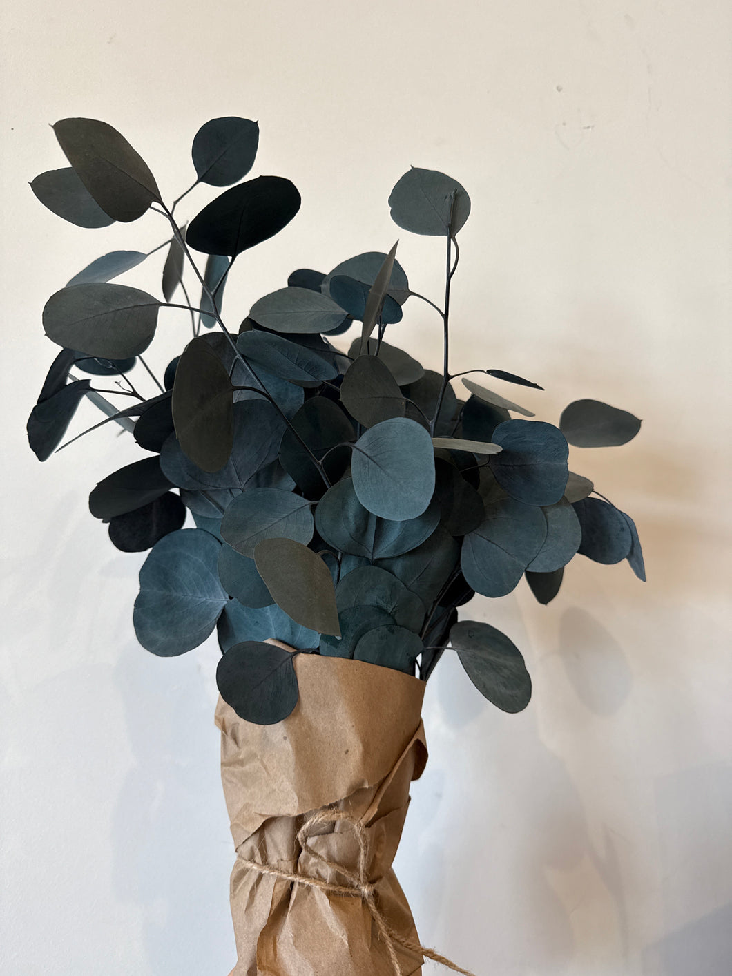 Preserved Eucalyptus Silver dollar