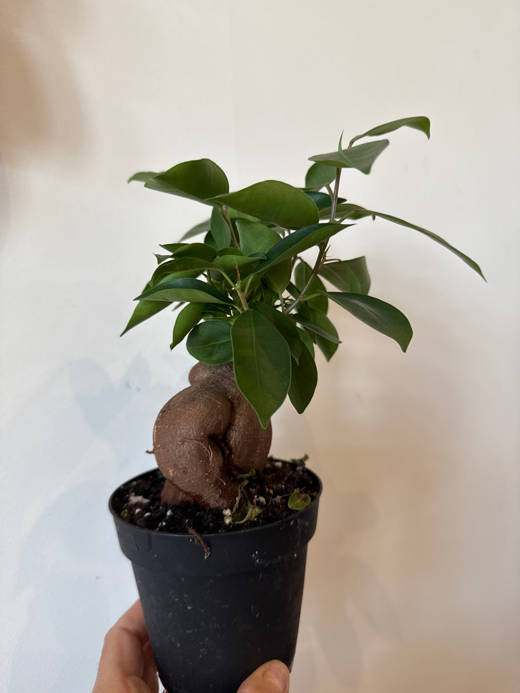 Ficus ginseng bonsai