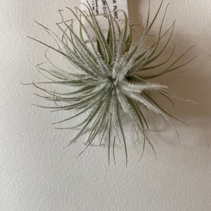 Tillandsia tectorum