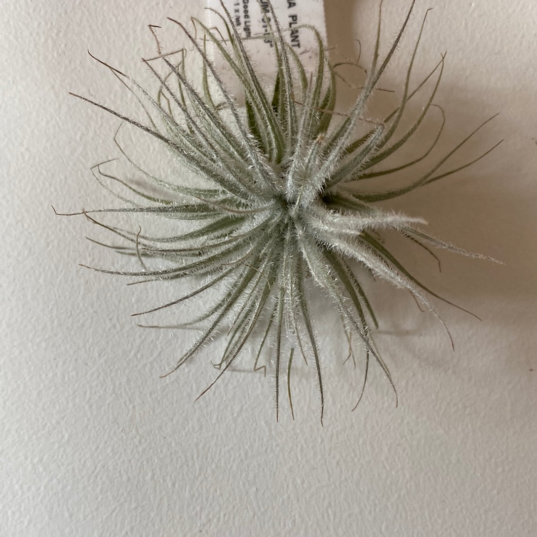 Tillandsia tectorum