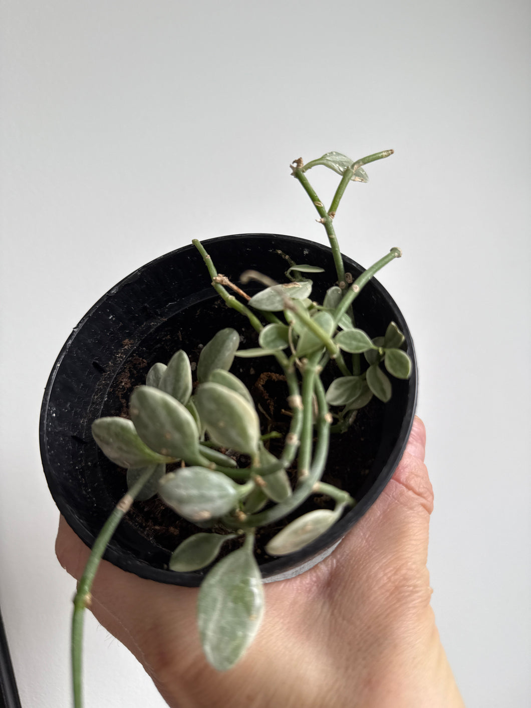 Dischidia White Diamond