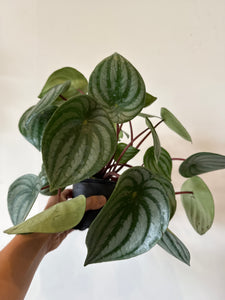 Watermelon Peperomia