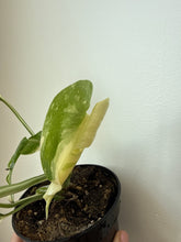 Load image into Gallery viewer, Thai Monstera
