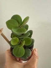 Load image into Gallery viewer, Peperomia Hope
