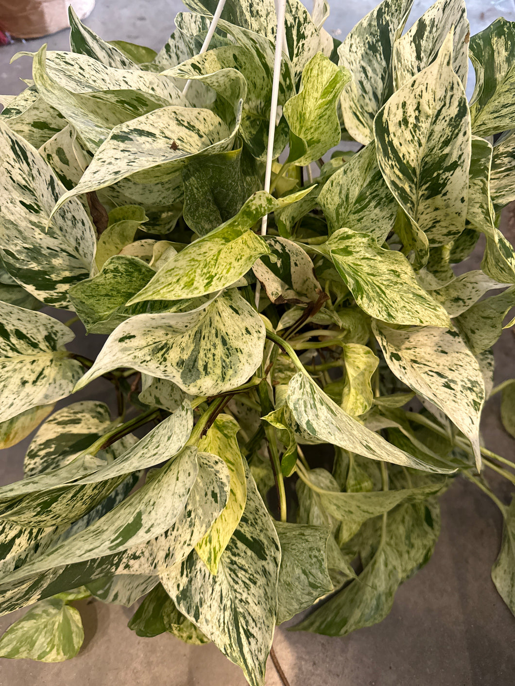 Marble Queen