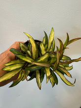 Load image into Gallery viewer, Hoya wayetti variegated
