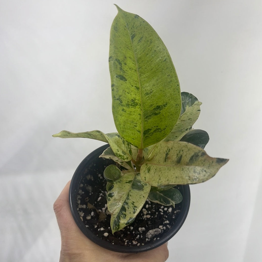 Ficus Shivereana Moonshine