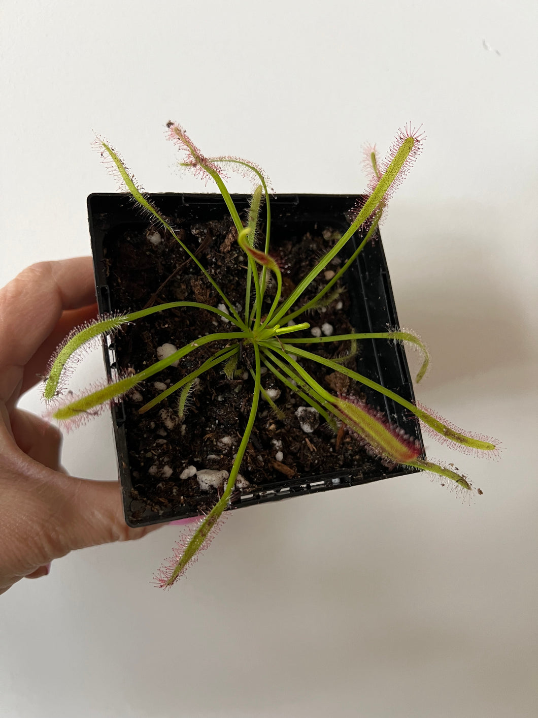 Sundew Capensis Typical