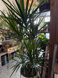 Tarzan tree