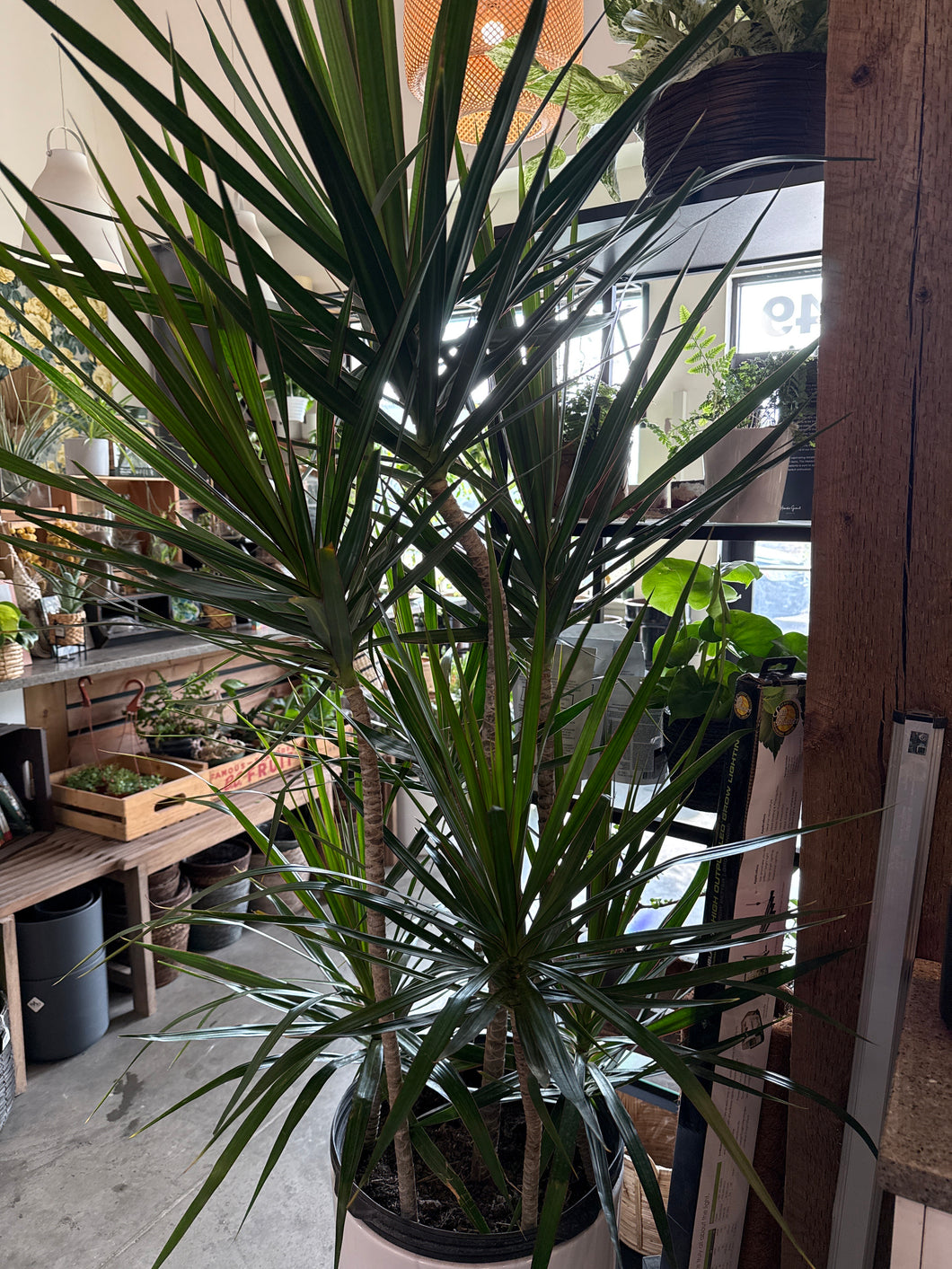 Tarzan tree