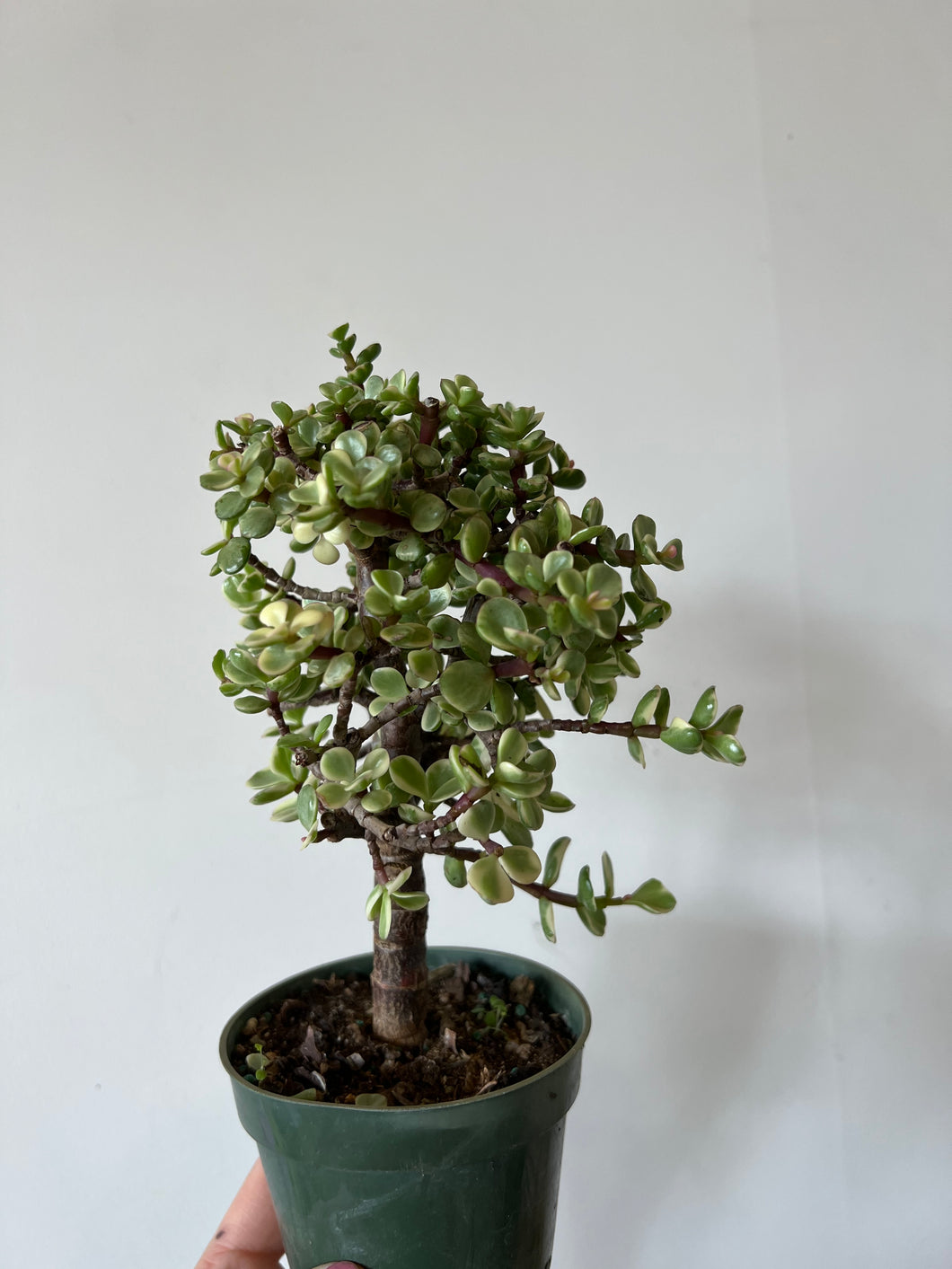 Dwarf Portulacaria Variegated Jade