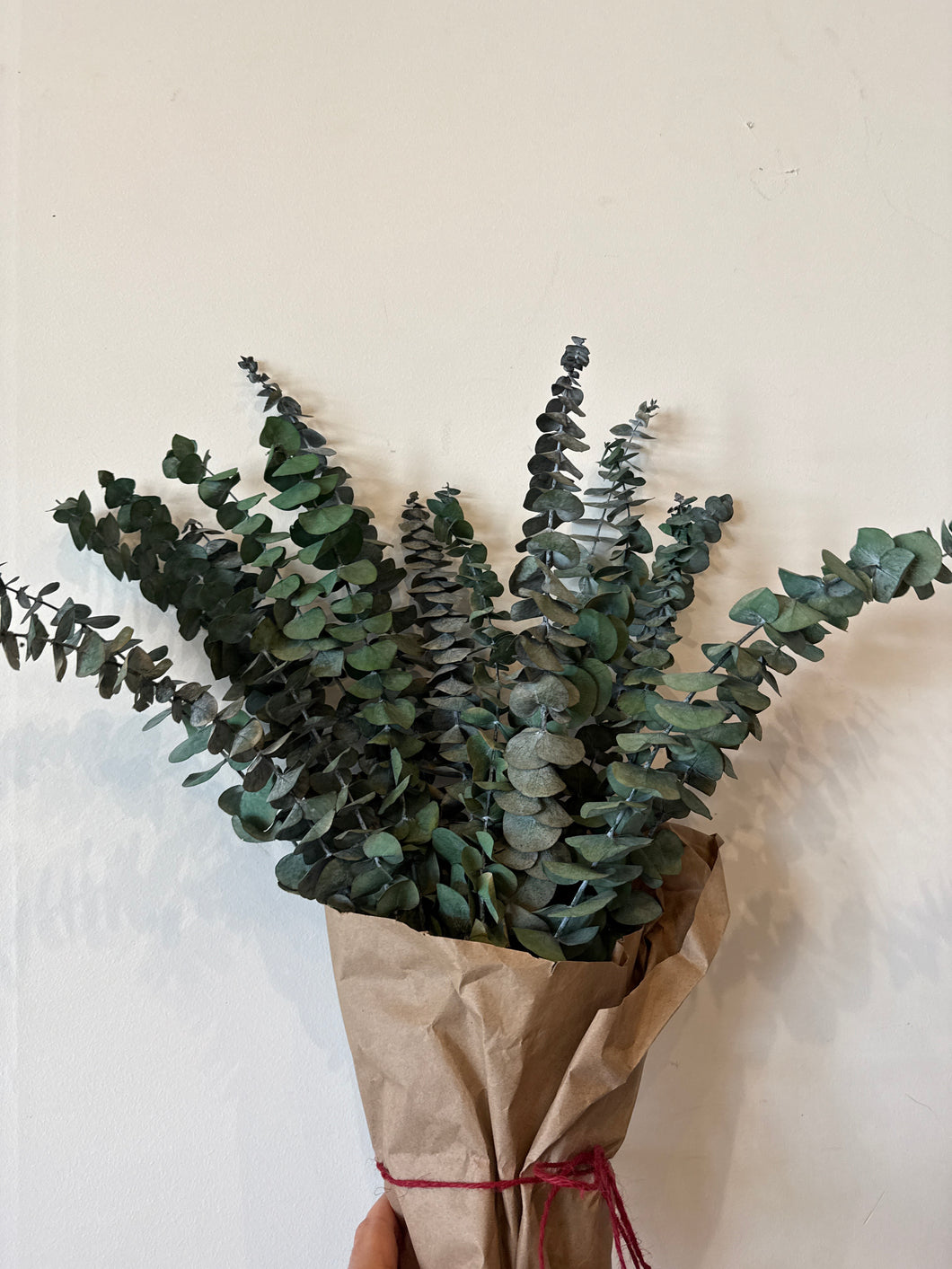 Preserved Eucalyptus baby blue