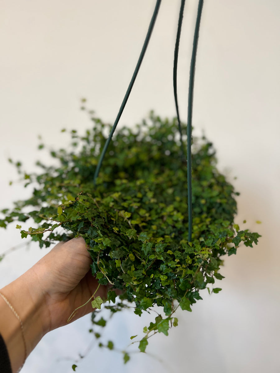 String of frogs the little big plant co