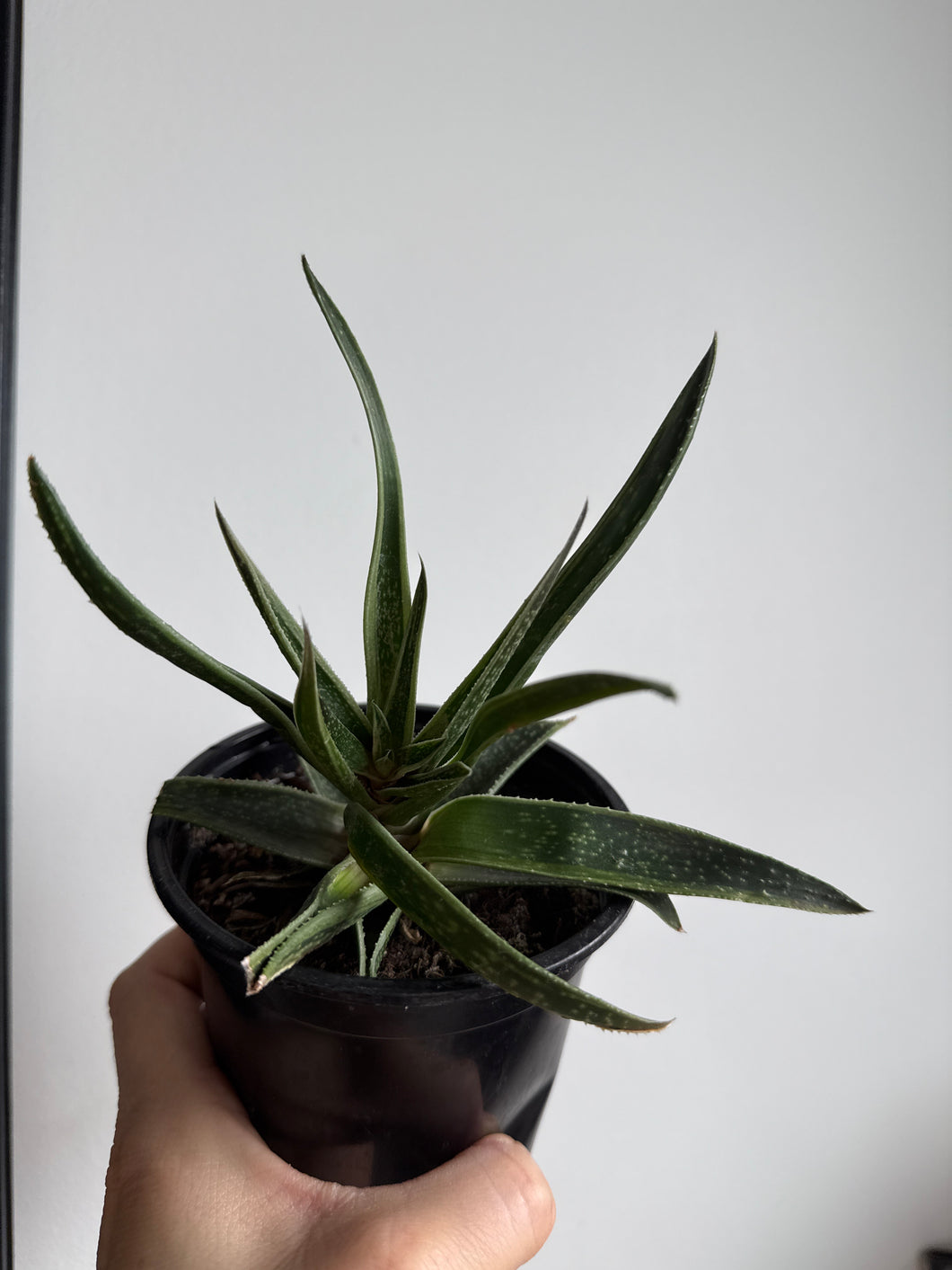 Gasteria type