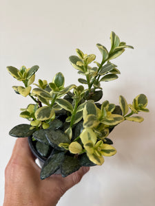 Variegated Goldfish