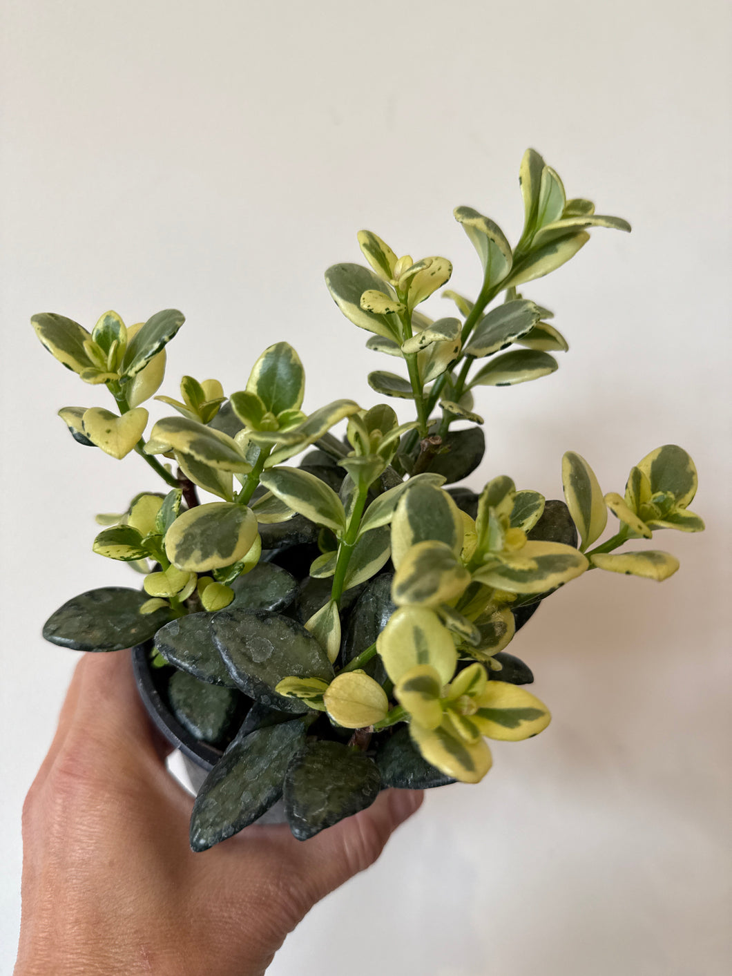 Variegated Goldfish