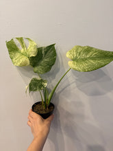 Load image into Gallery viewer, Monstera Mint
